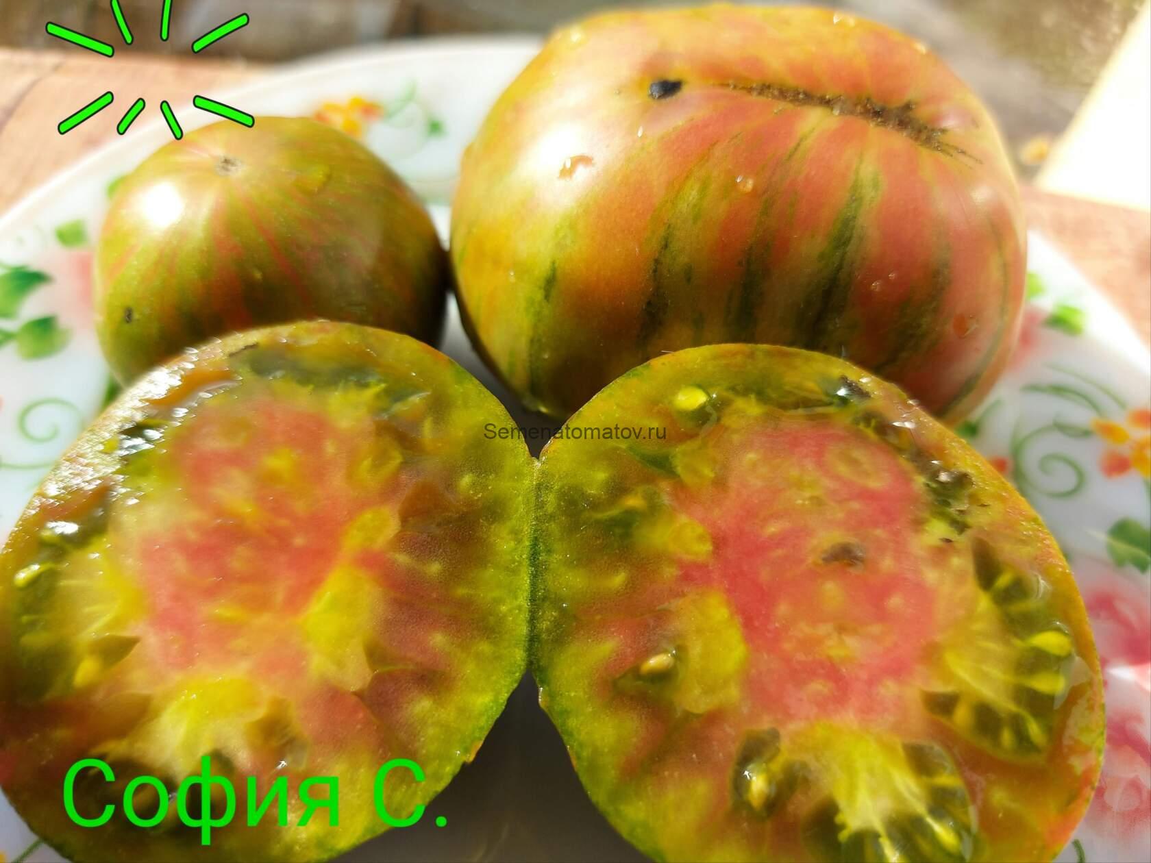 Rojo-Verde ou Bicolore de Jarl-Двухглавый Ярл.