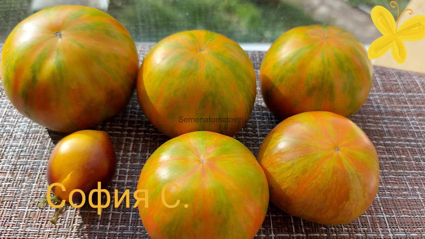 Jarson 7 Ярсон 7