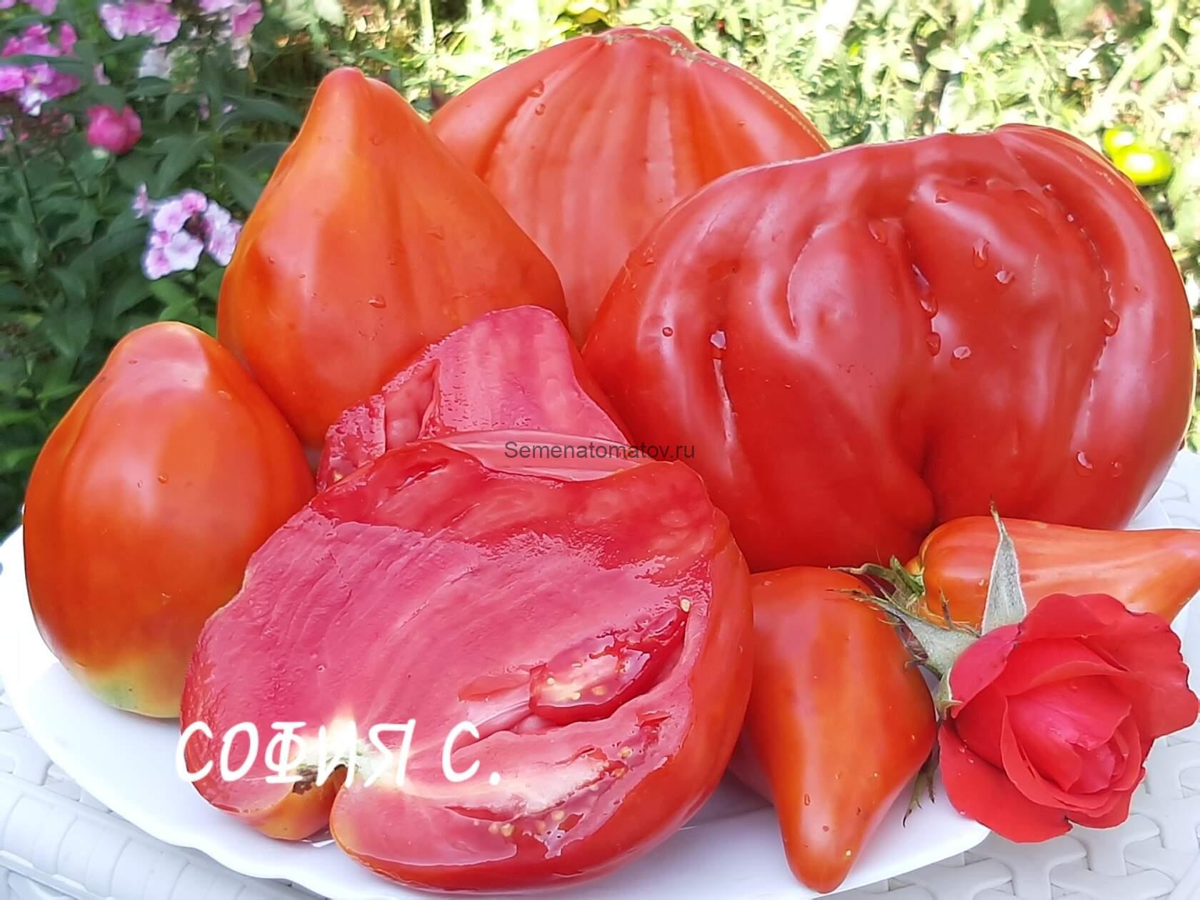 Cuore Antico di Acqui Terme Старинное сердце Акви Терме — изображение 2