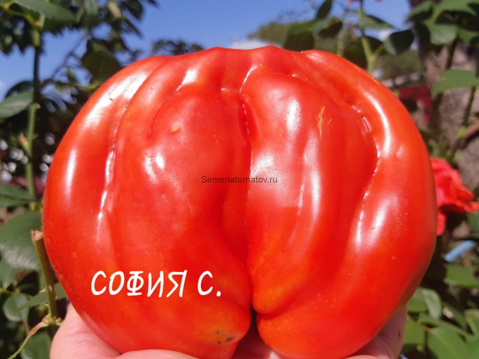 сердце италии томат описание сорта