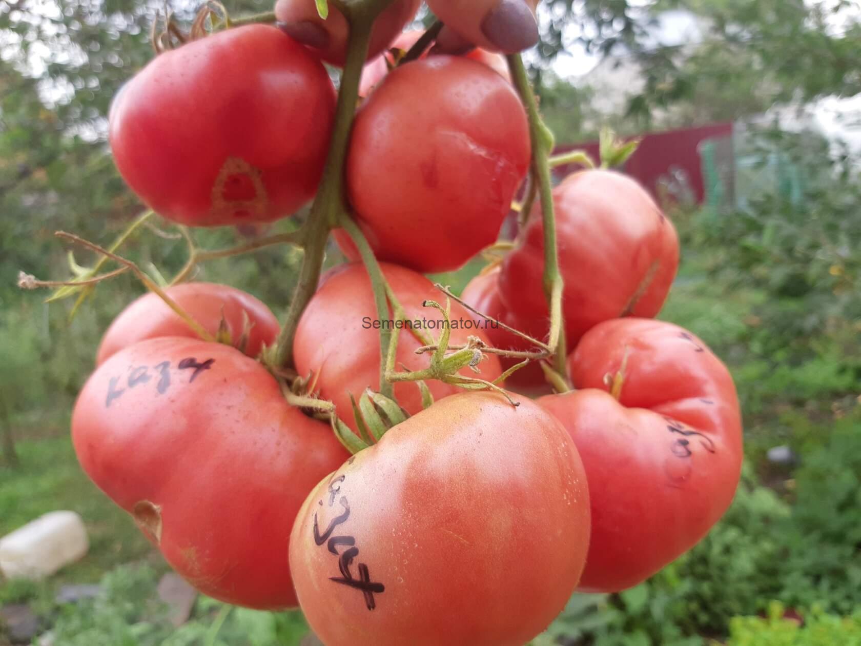 Казанский Местный — изображение 2