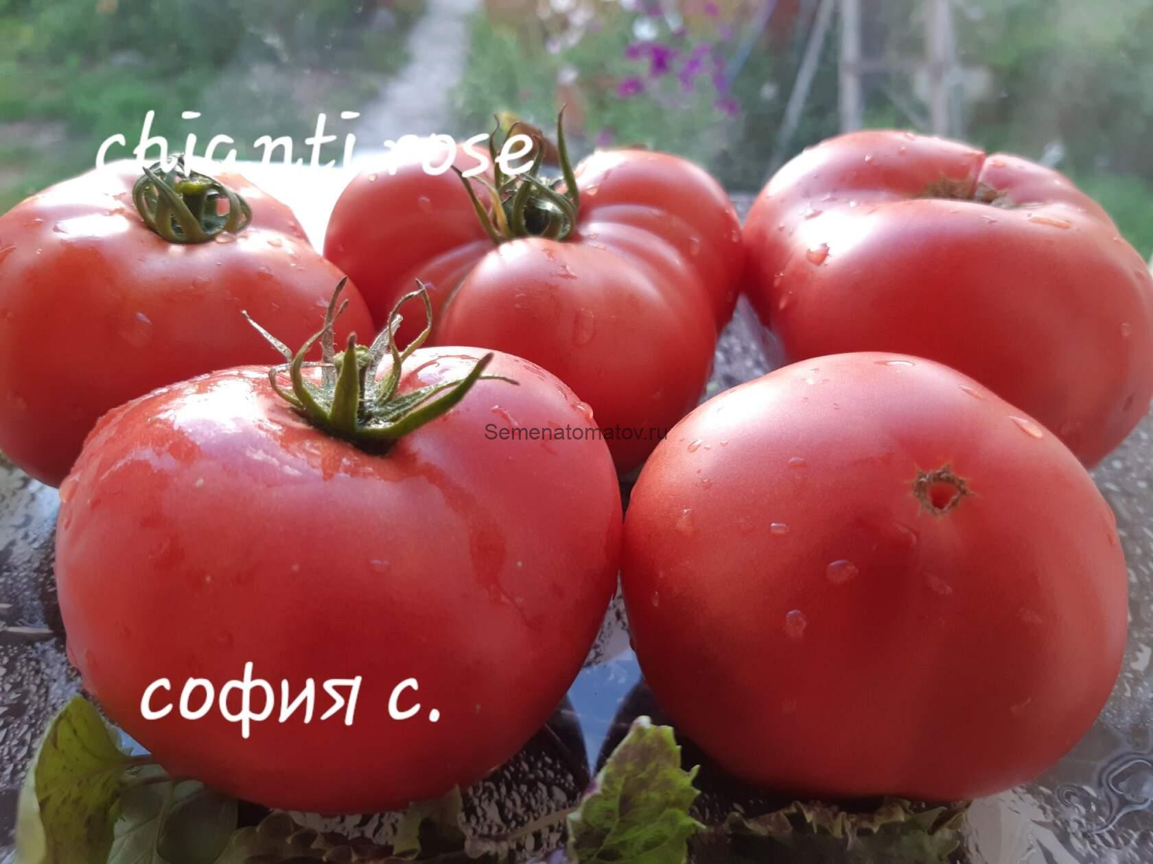 Кьянти роуз (Chianti Rose)