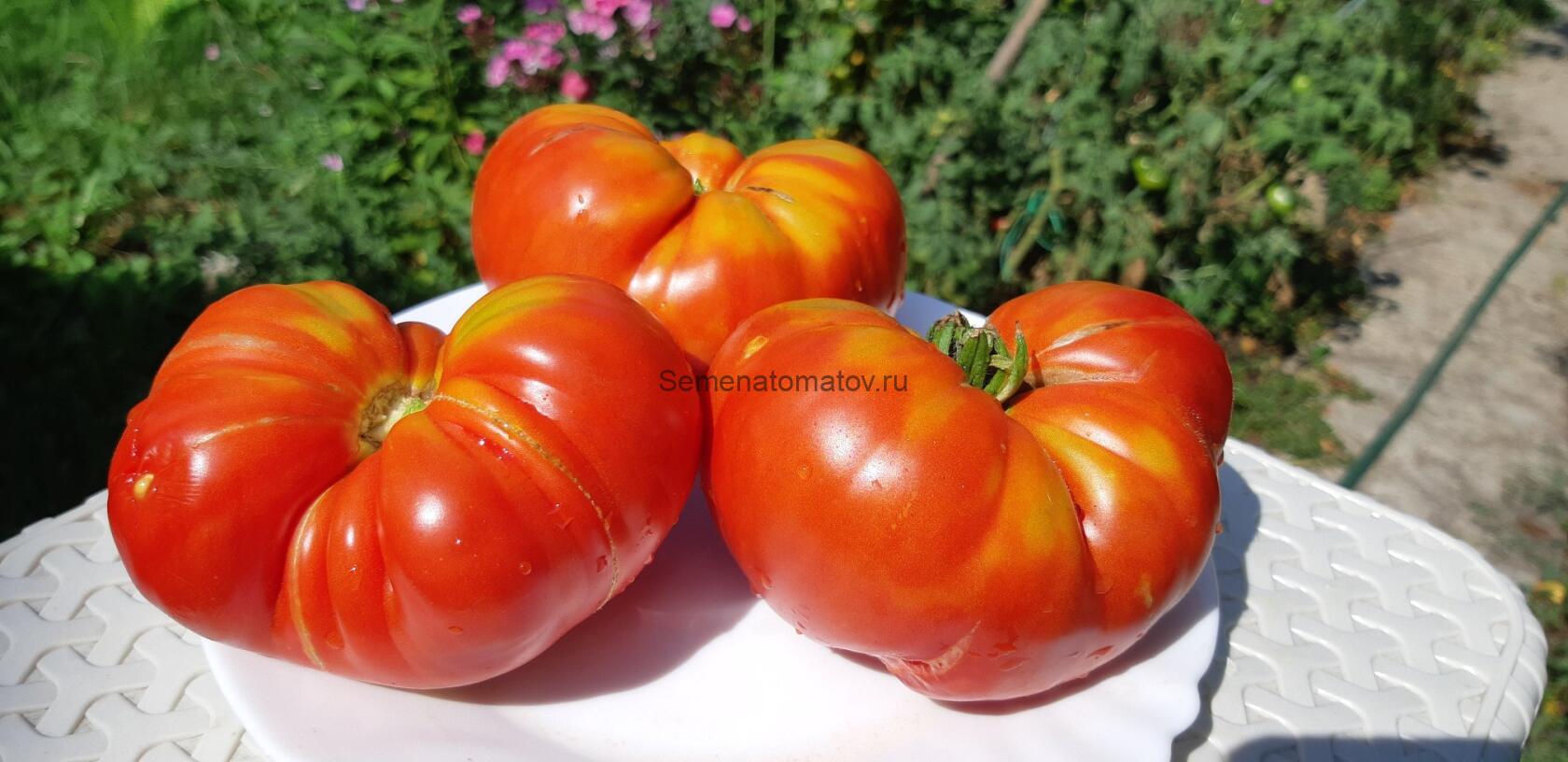 Cherven Gradinski     Червен градински \Красный садовый\