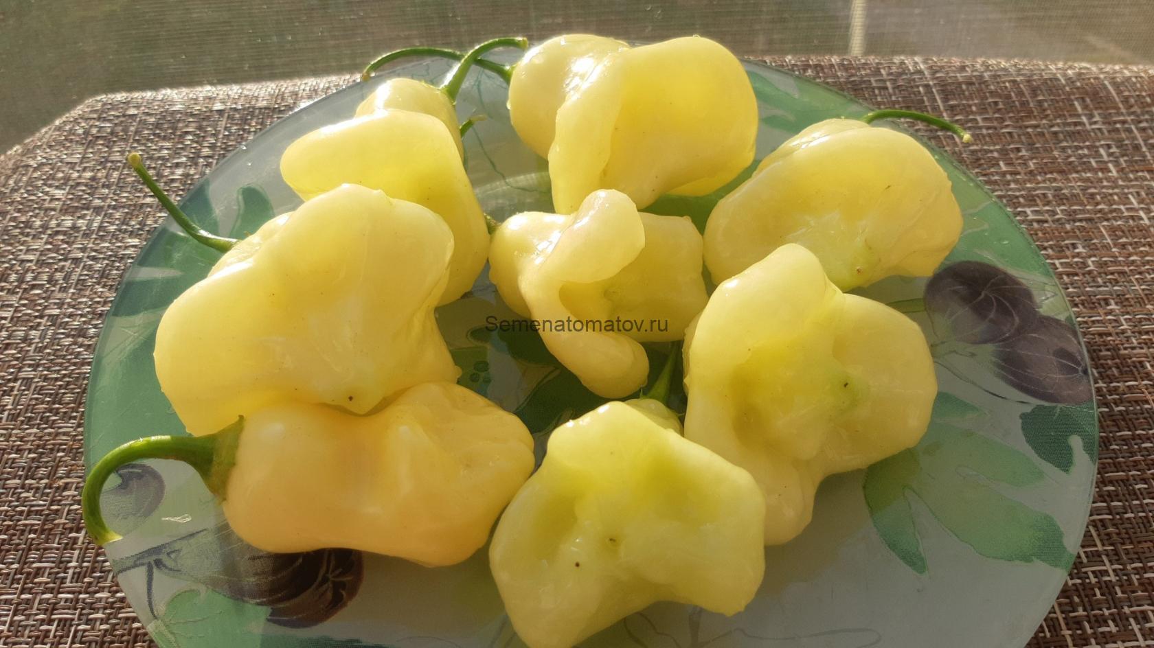 Aji White Fantasy Белая Фантазия