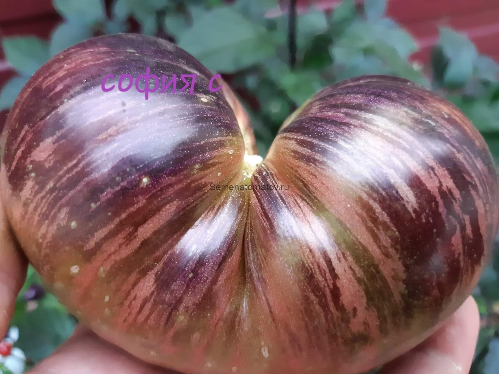 Marsha's Starfighter Beefsteak Бифштекс Марши