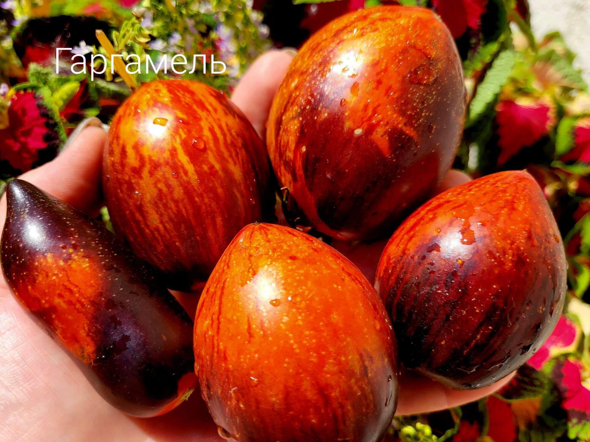 Гаргамель Gargamel.