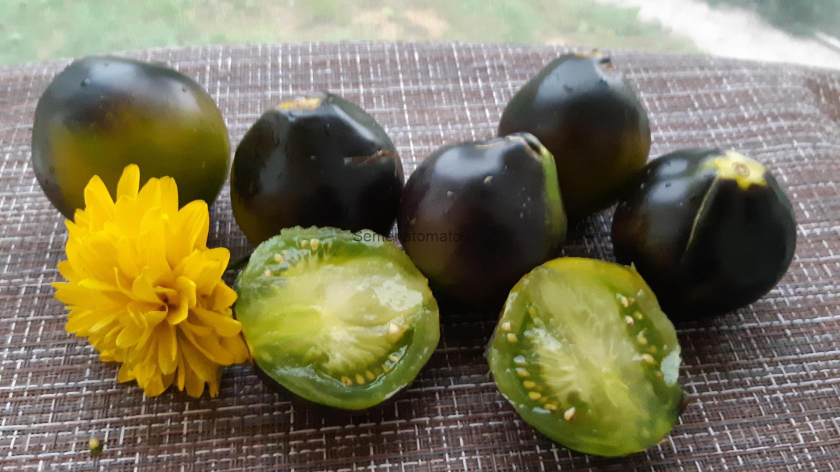 Flanders Contrast (Контраст Фландрии)