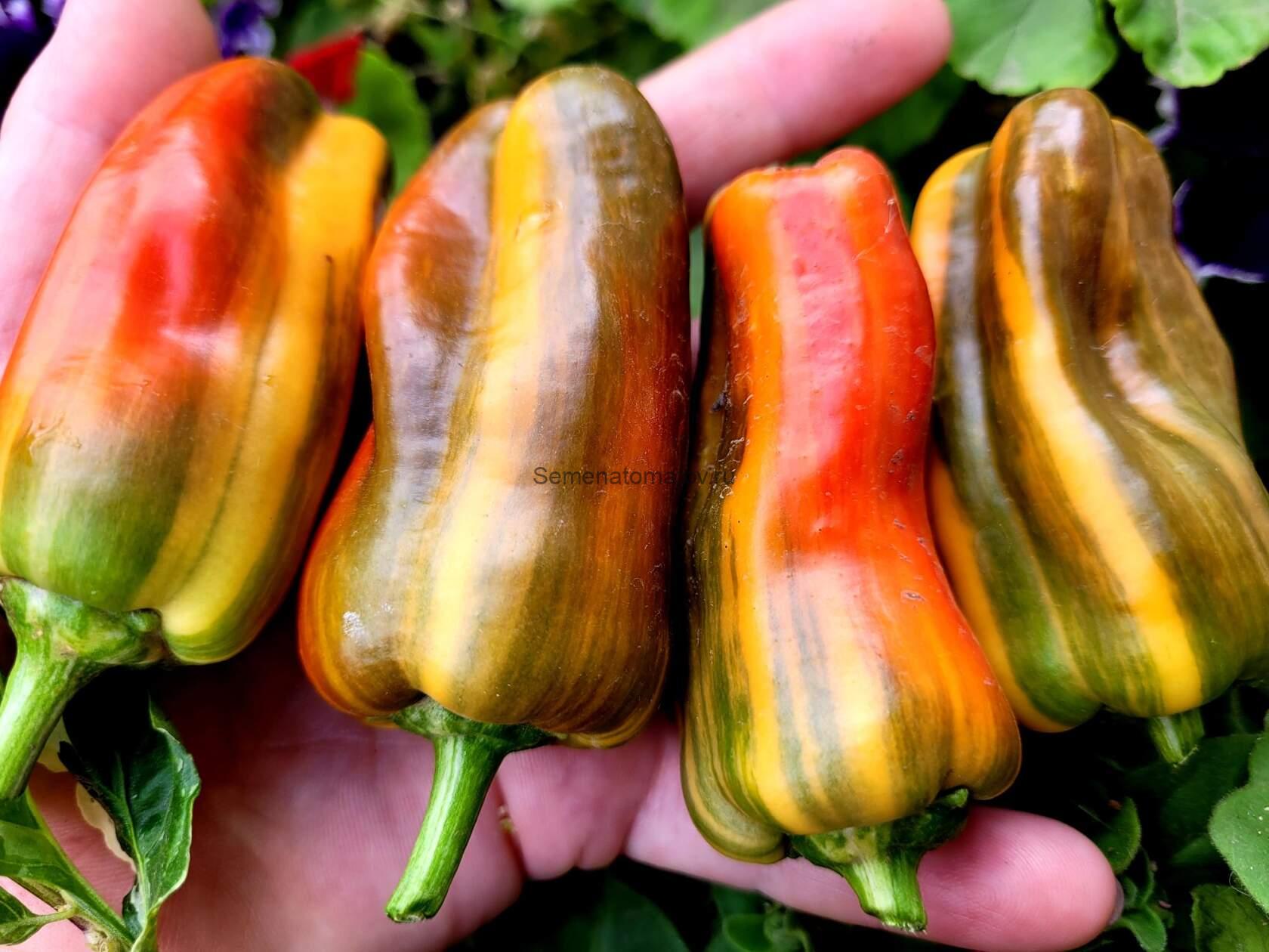 Candy Cane Конфета (Леденец) — изображение 2