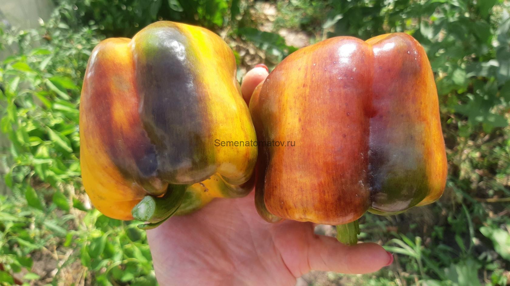 Milky Way Млечный Путь