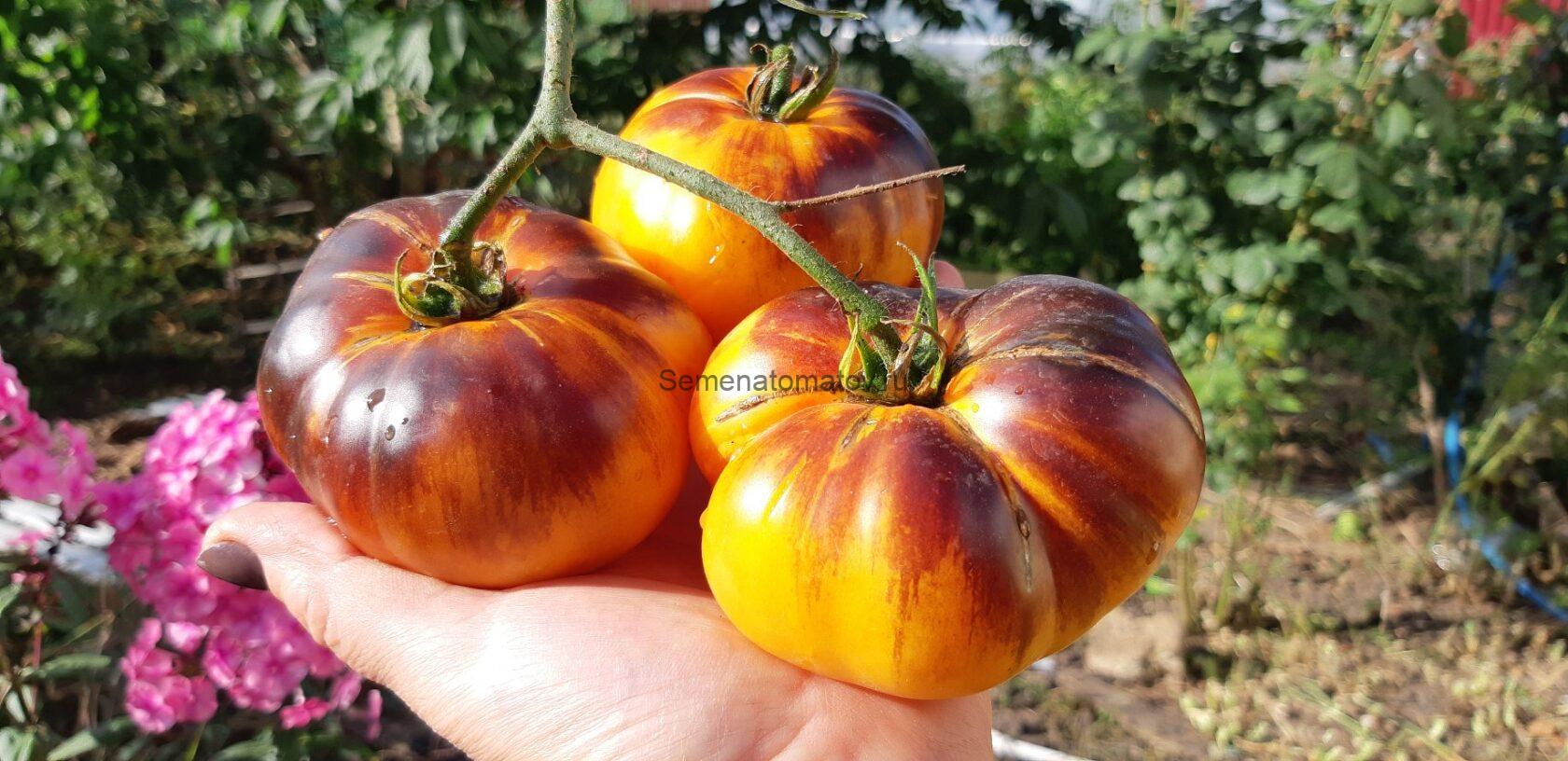 Blue Jolies Синий Джоли