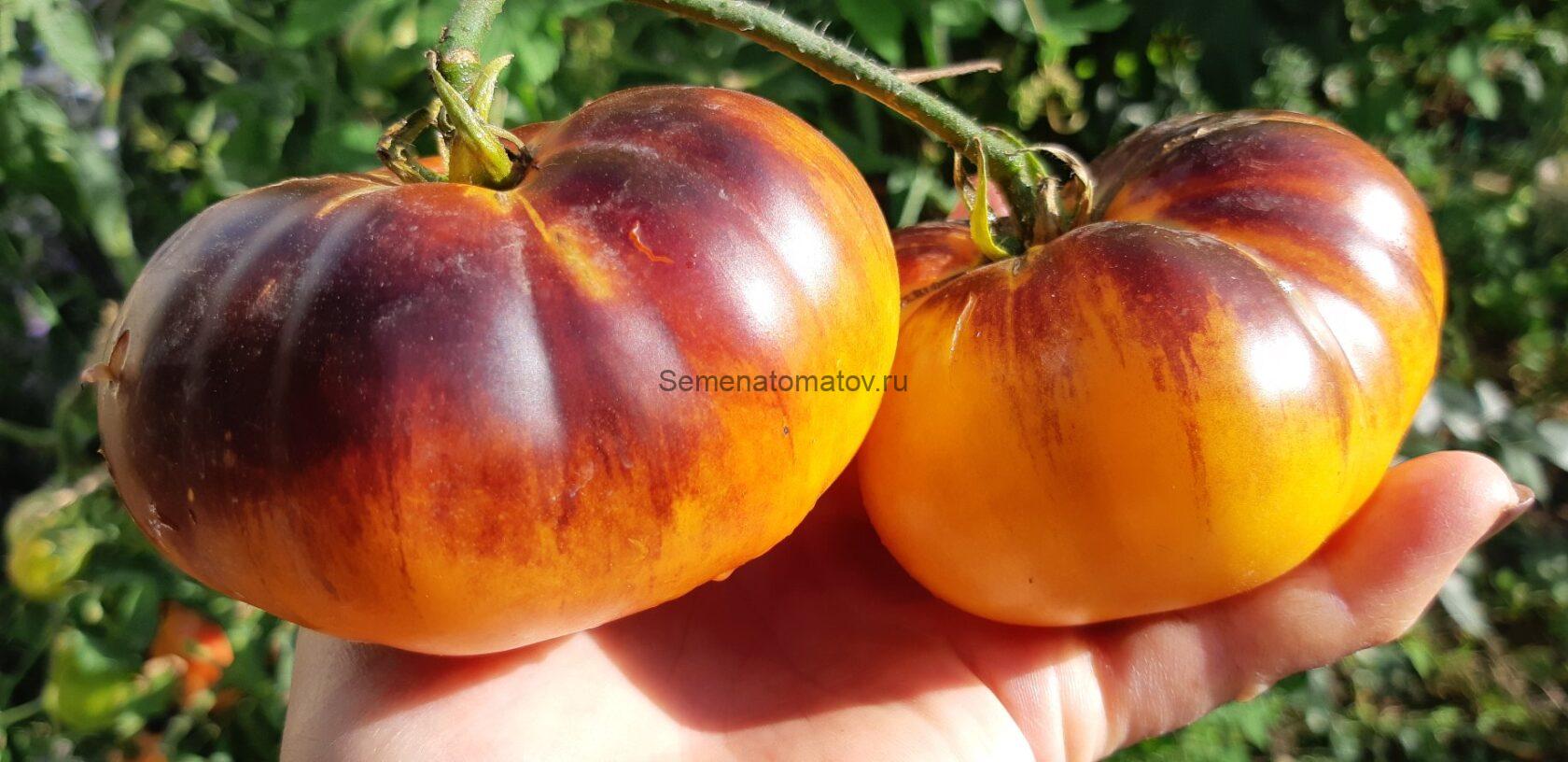 Blue Jolies Синий Джоли — изображение 2