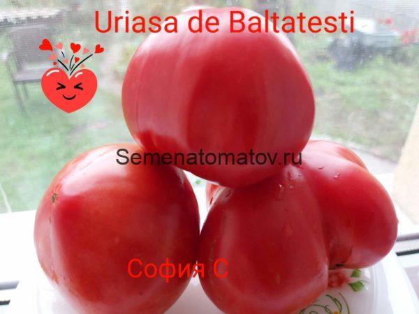 Uriasa De Baltatesti (Балтийские гиганты, Гигант из Балтатести) 1.8 среднеспелый 500-700гр