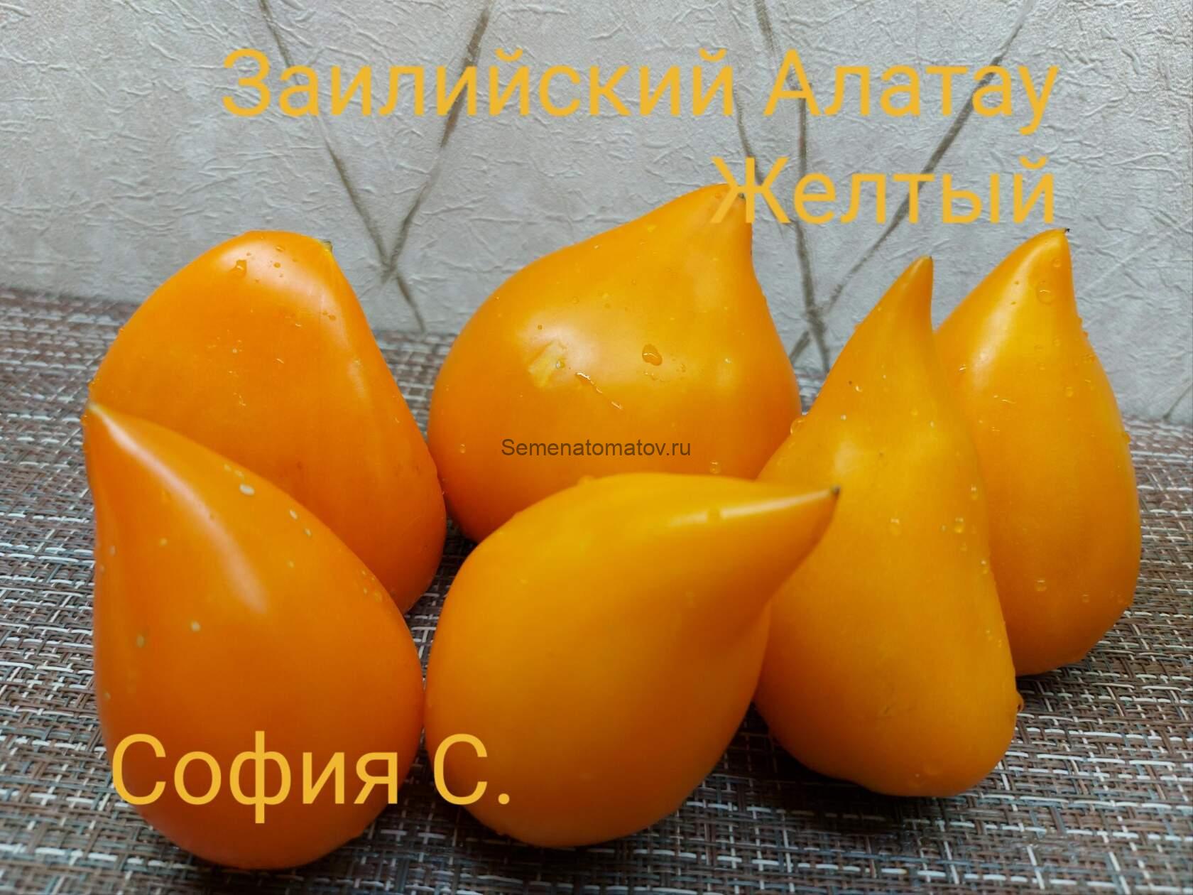 Заилийский Алатау Желтый