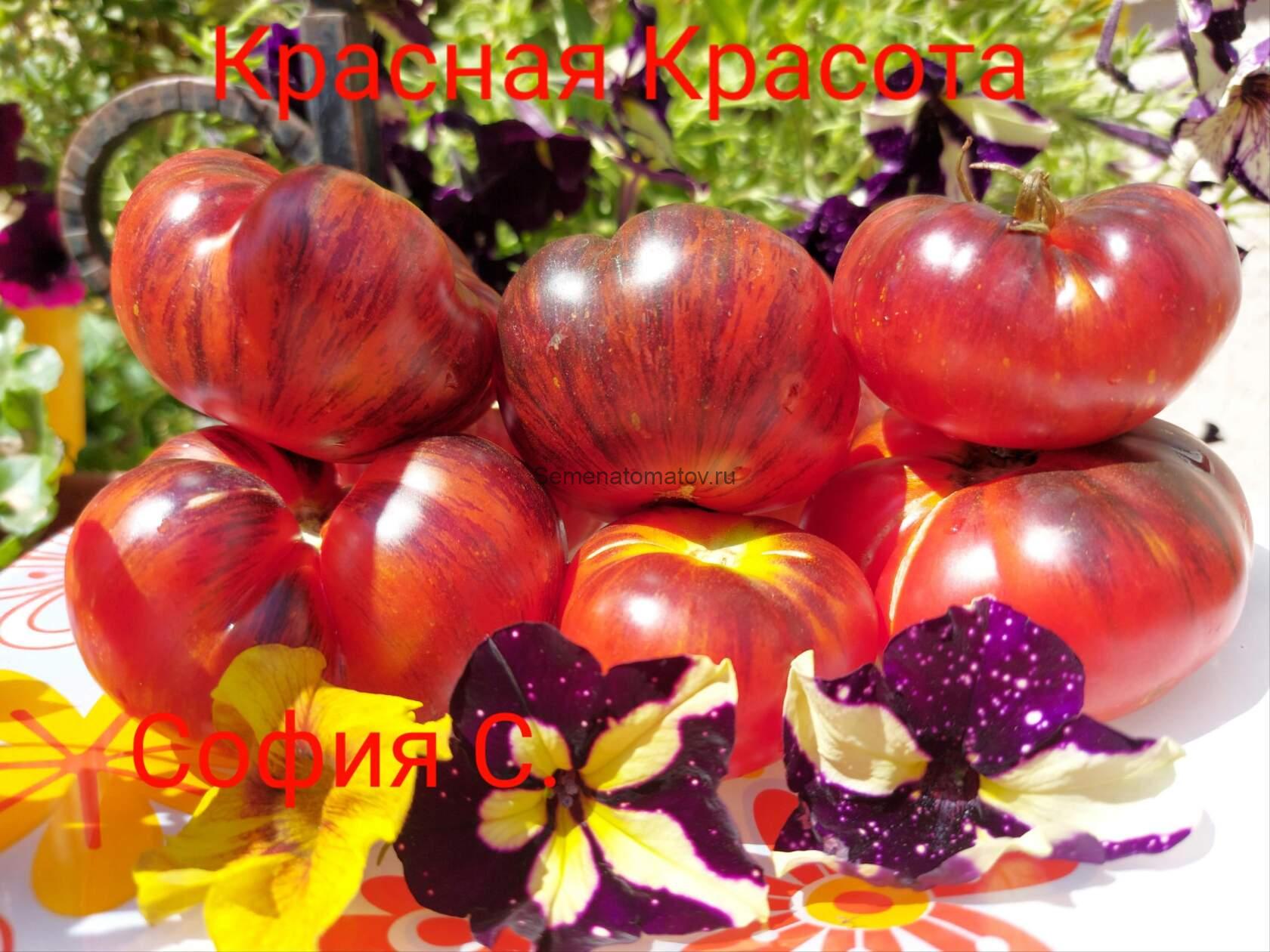КРАСНАЯ КРАСОТА (Red Beauty)