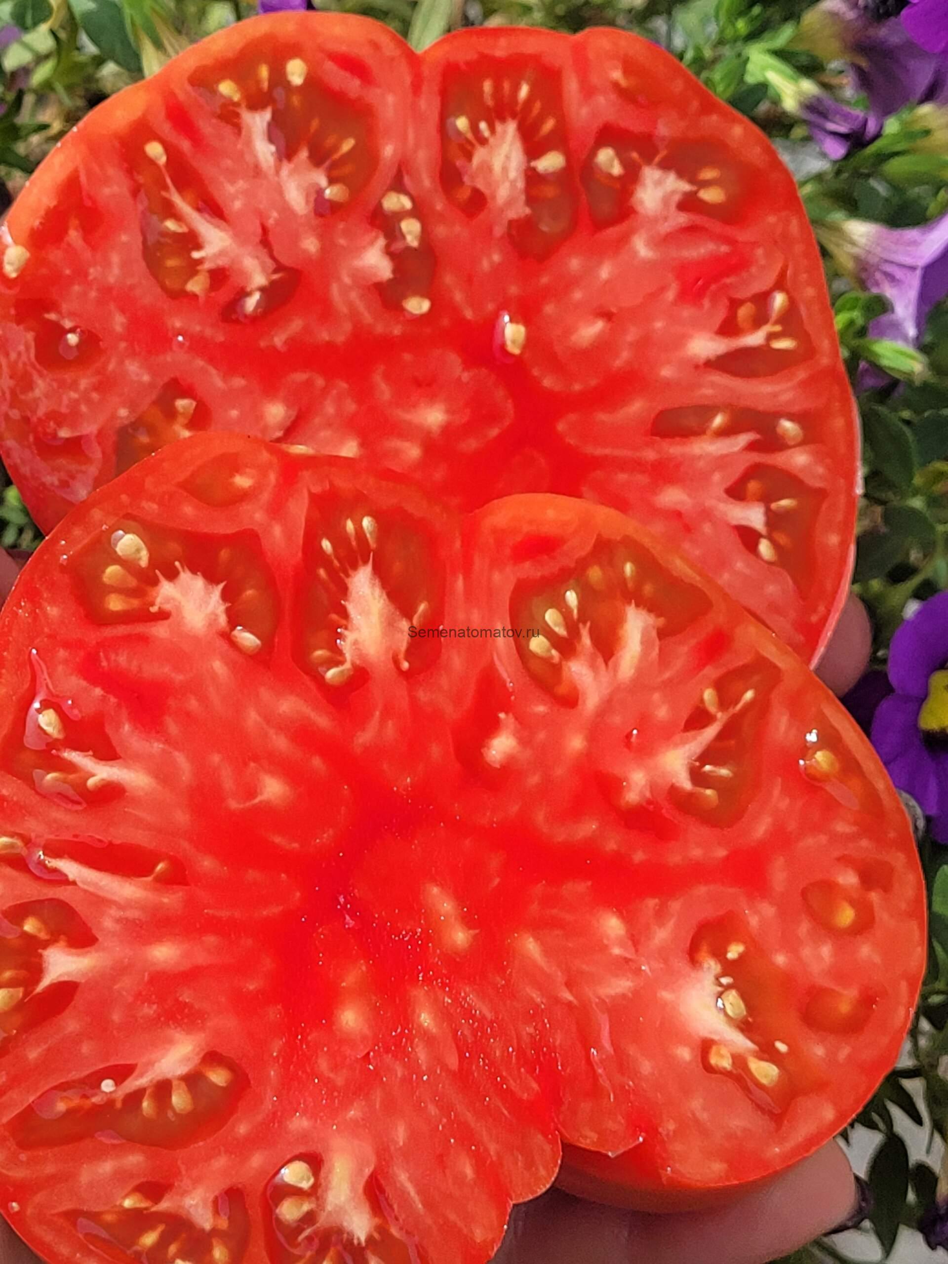 Uriasa De Baltatesti (Балтийские гиганты, Гигант из Балтатести) 1.8 среднеспелый 500-700гр — изображение 3