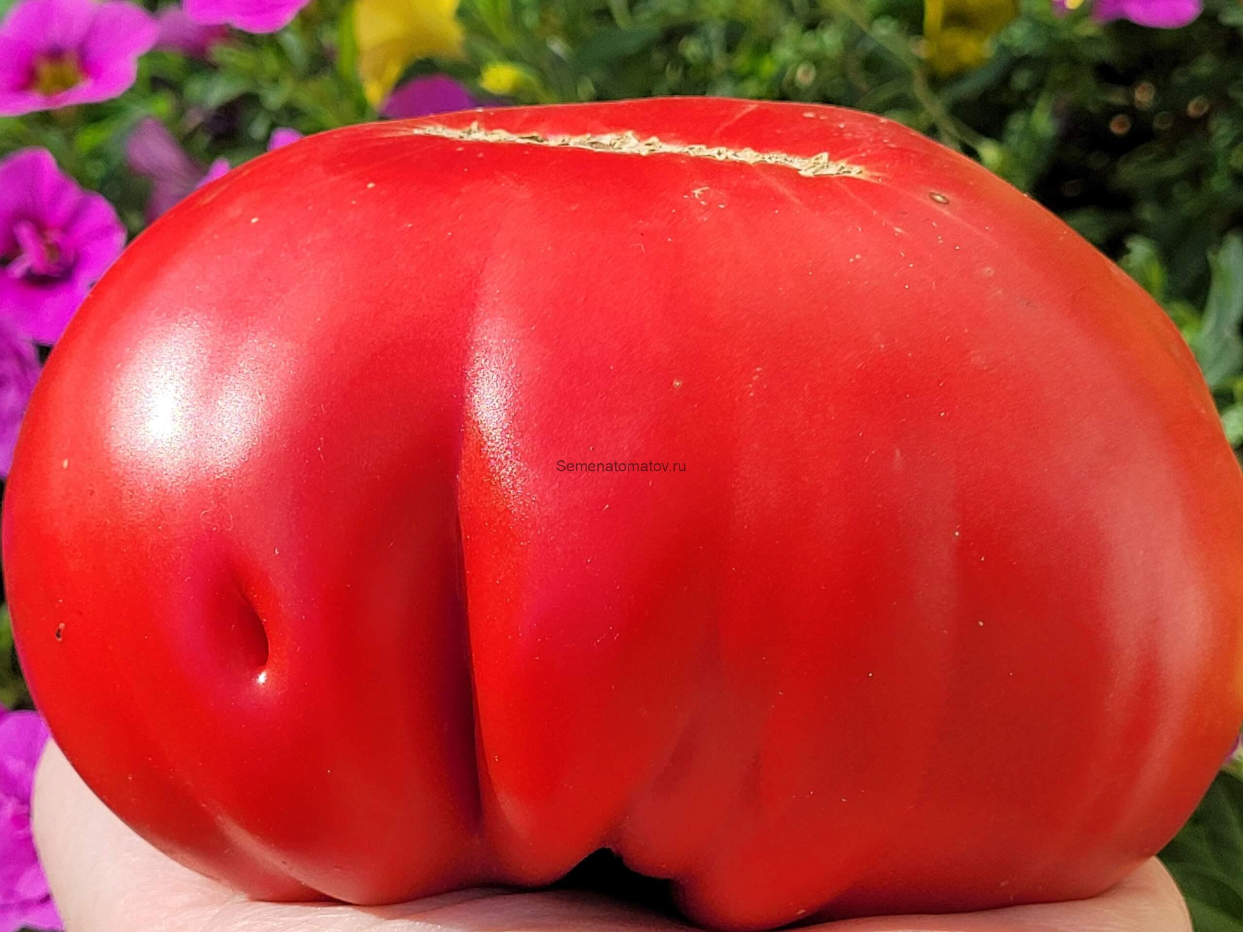 Uriasa De Baltatesti (Балтийские гиганты, Гигант из Балтатести) 1.8 среднеспелый 500-700гр — изображение 2