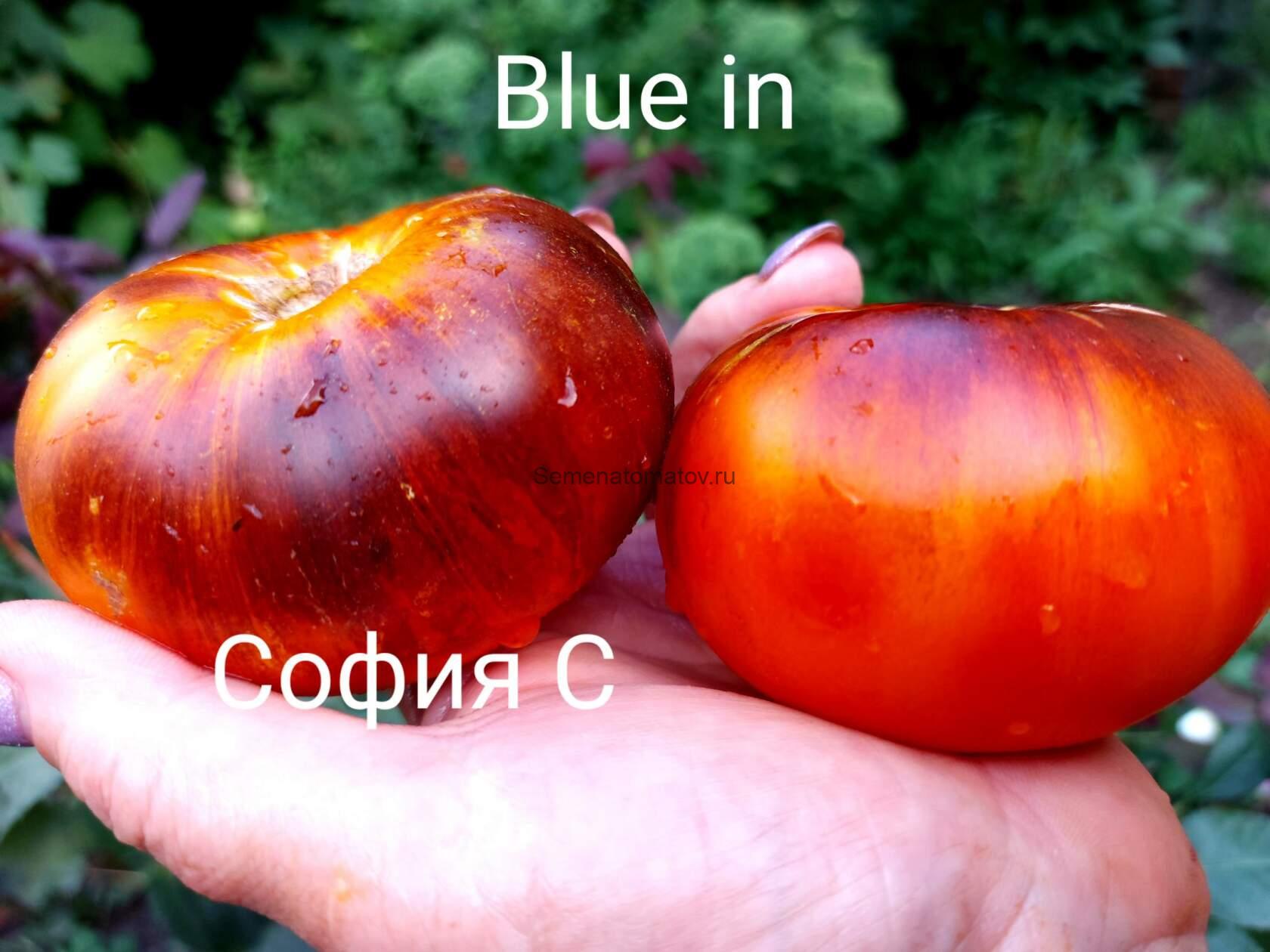 Blue in. Синяя Хижина