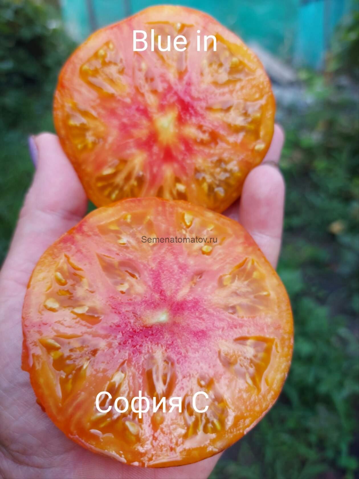 Blue in. Синяя Хижина — изображение 2