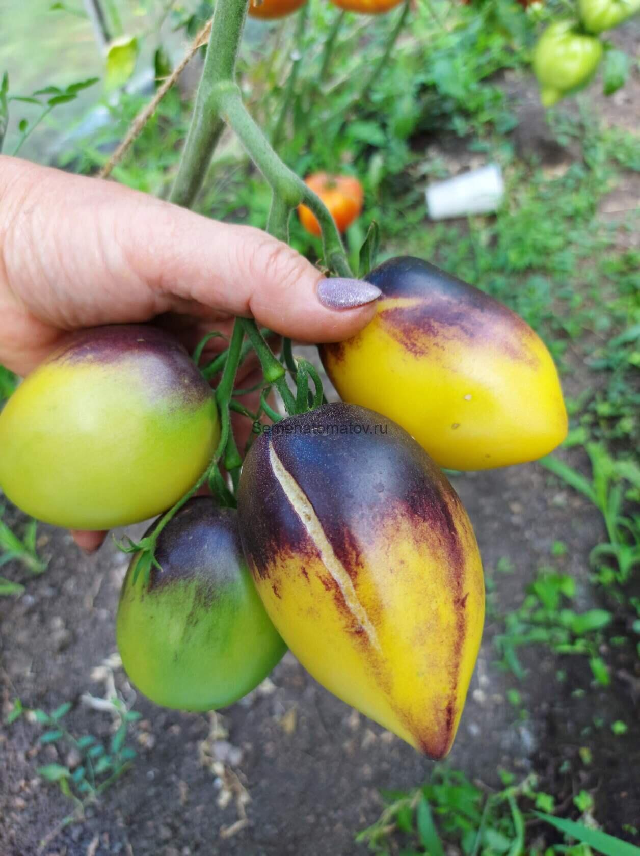 Блюз на Блюде Blues on a Platter — изображение 3