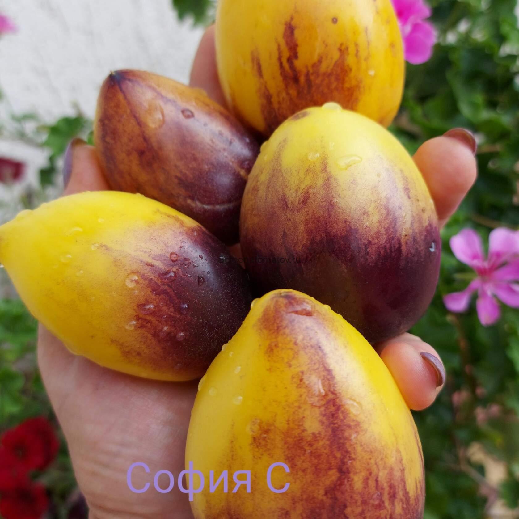 Блюз на Блюде Blues on a Platter