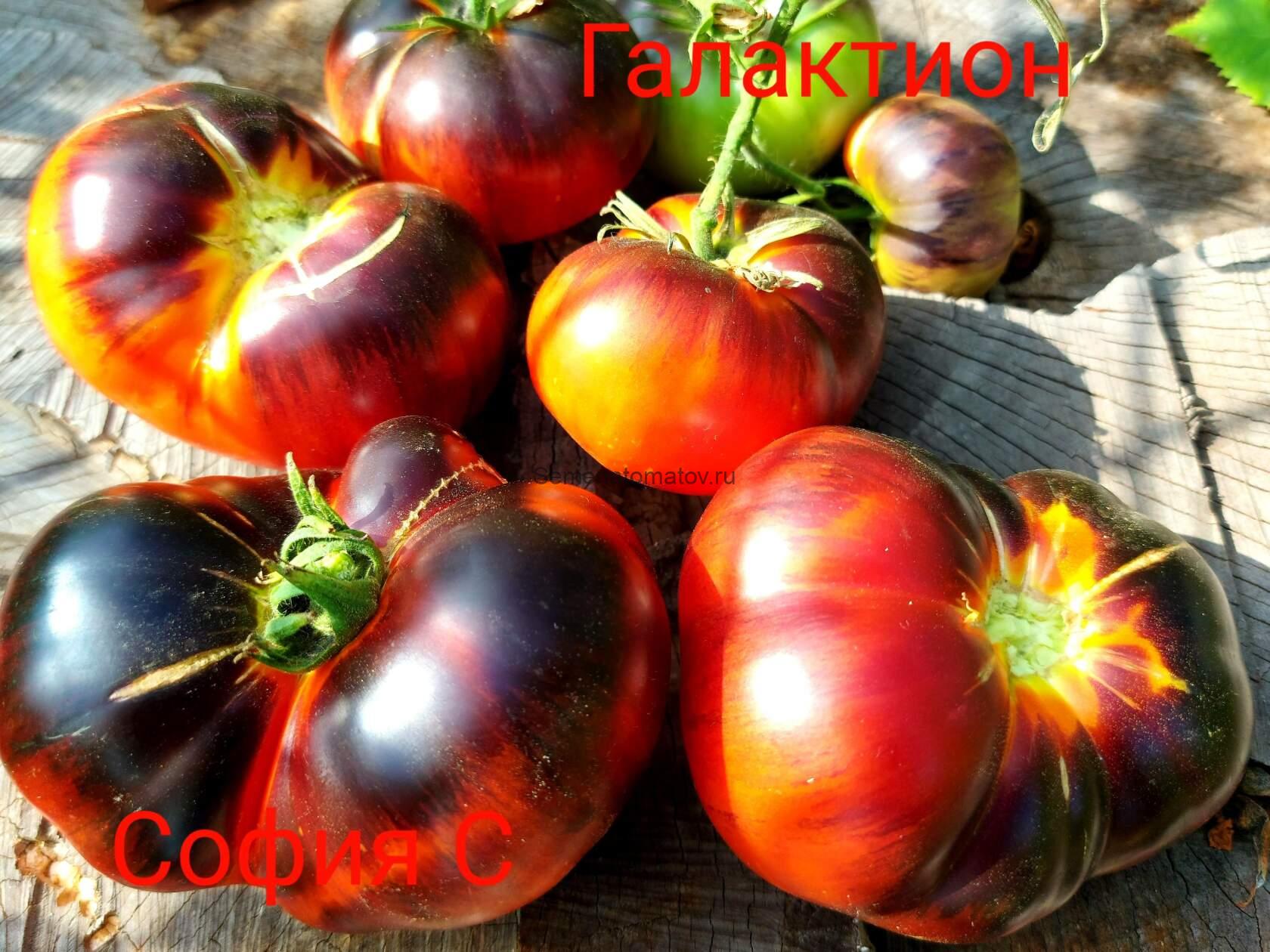 Galaktion / Галактион