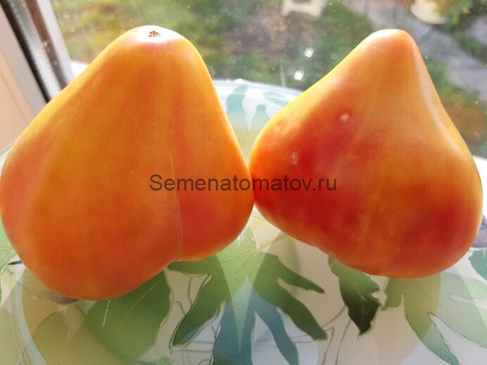 Midnight Sun (Полуночное Солнце )