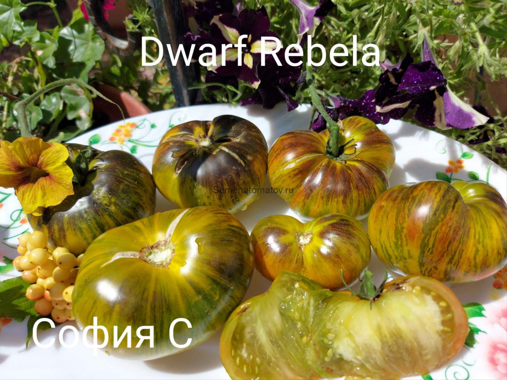 Dwarf Rebella