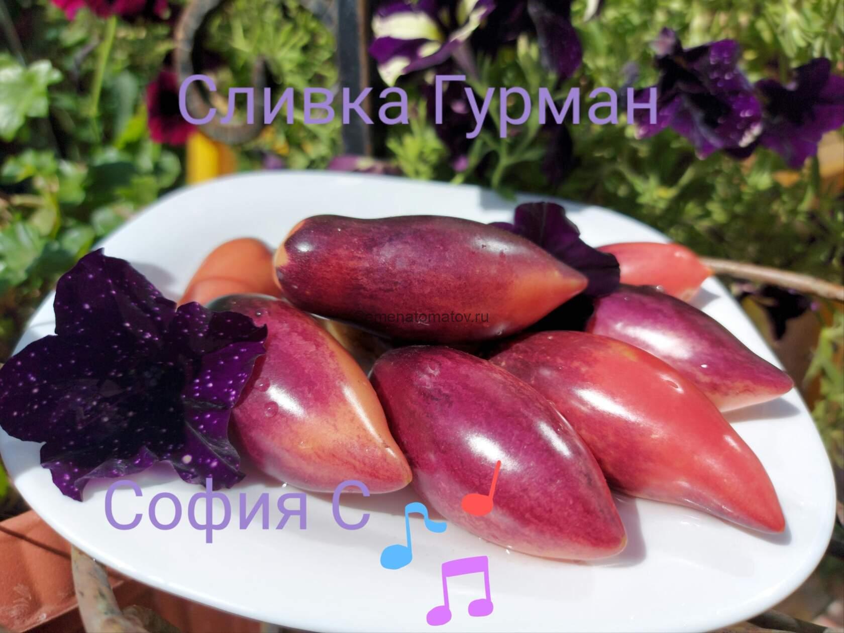 Сливка Гурман Slivka Gurman