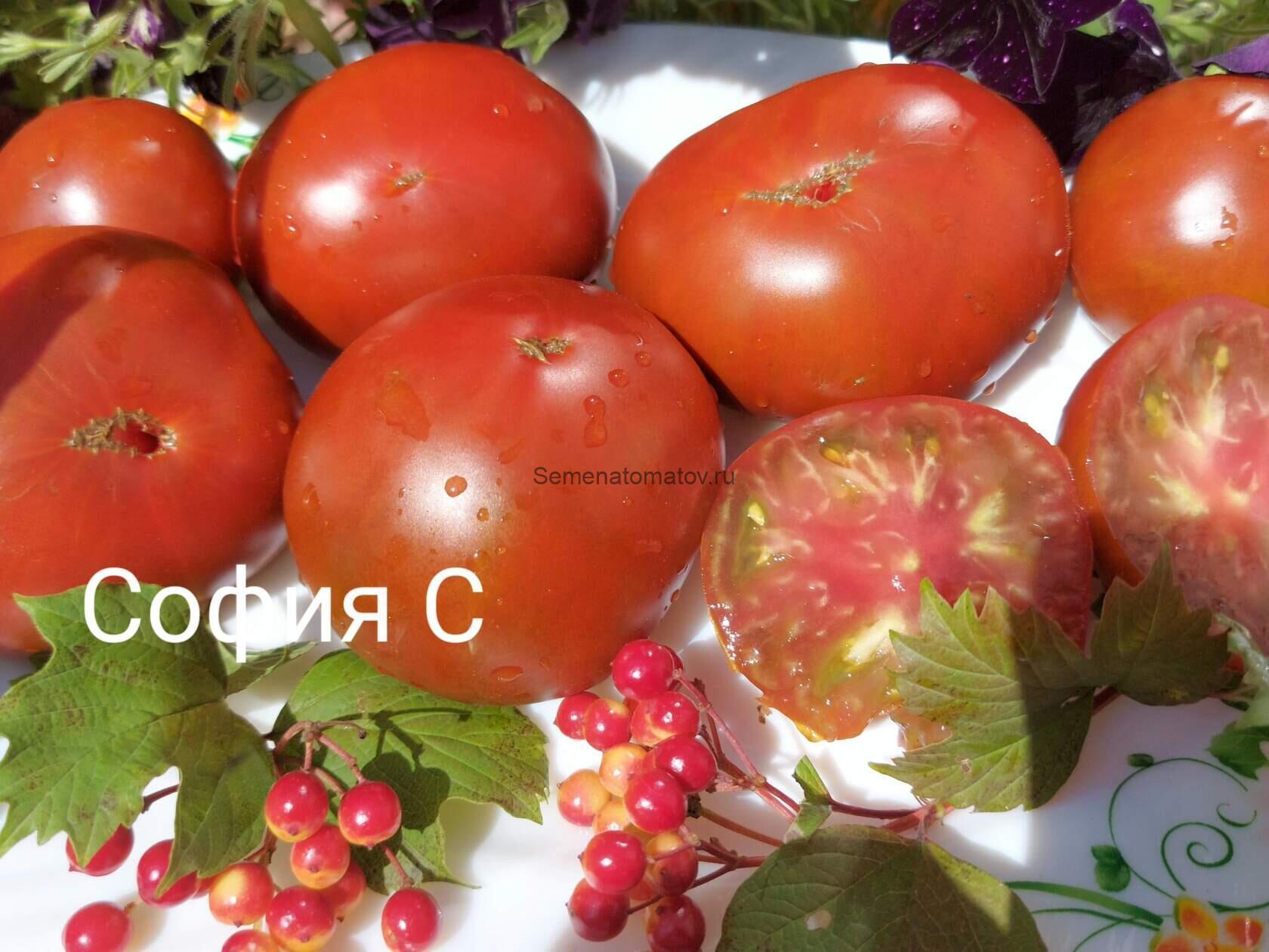 Arlene's House Дом Арлин