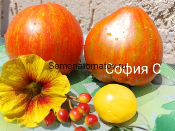 Dwarf Speckled Heart Tomato Гном Крапчатое Сердце