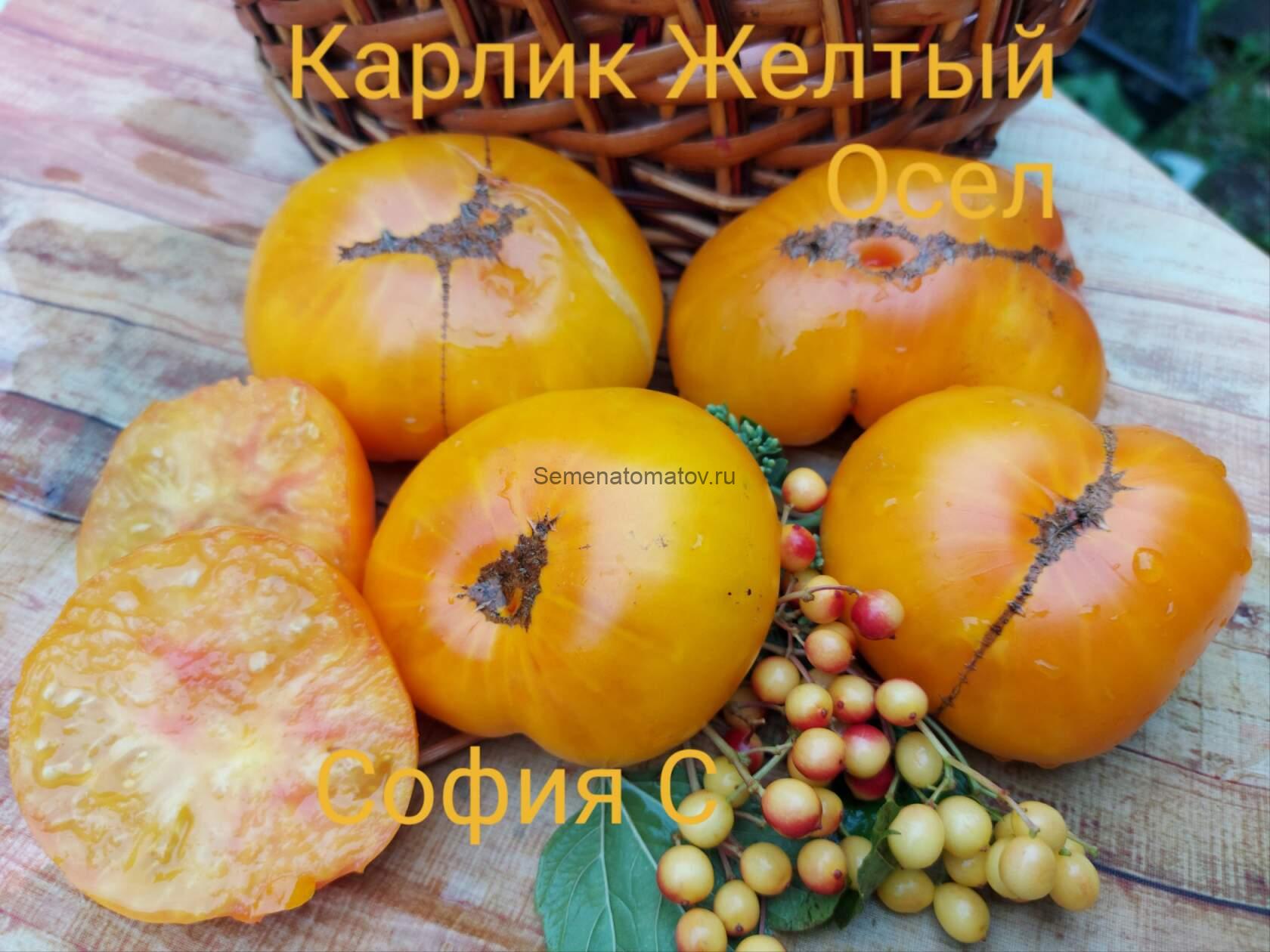 Dwarf Jackass Yellow :Желтый Осел