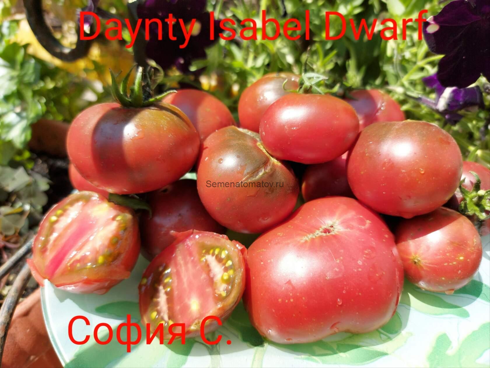 Dwarf Dainty Isabel (Гном Лакомство Изабель),