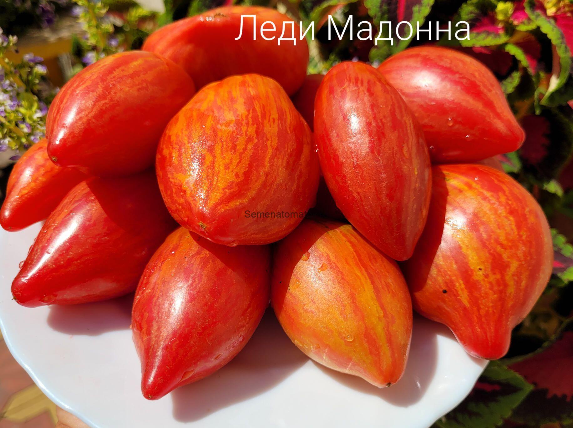 Lady Madonna Леди Мадонна