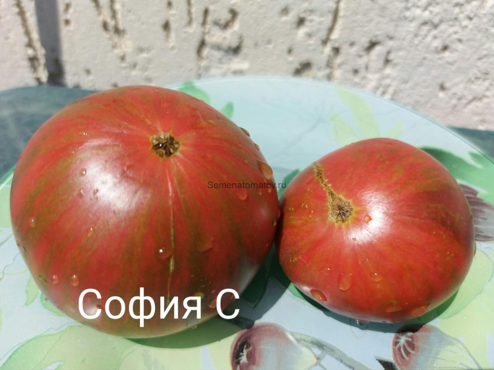 Dwarf Noah's Stripes Карлик Полосы Ноя