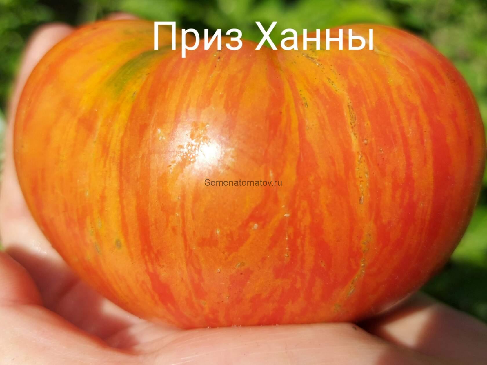 'Dwarf Hannah's Prize' Приз Ханны