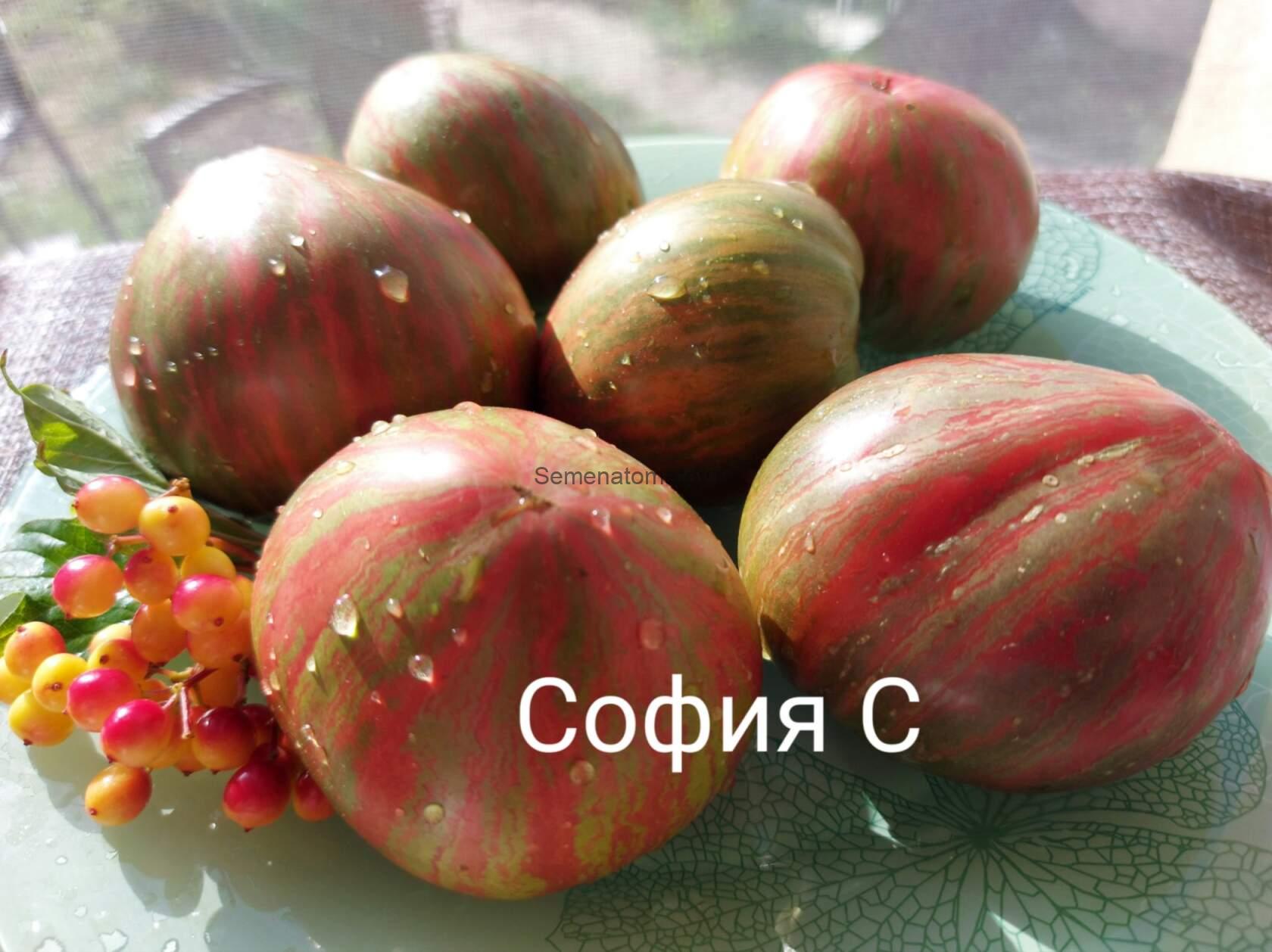 Dwarf Purple Heartthrob Карлик Пурпурный Сердцеед