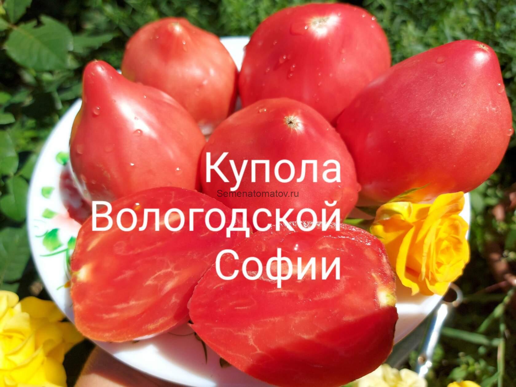 Томат купола вологодской софии отзывы фото Томат купола вологодской софии отзывы фото