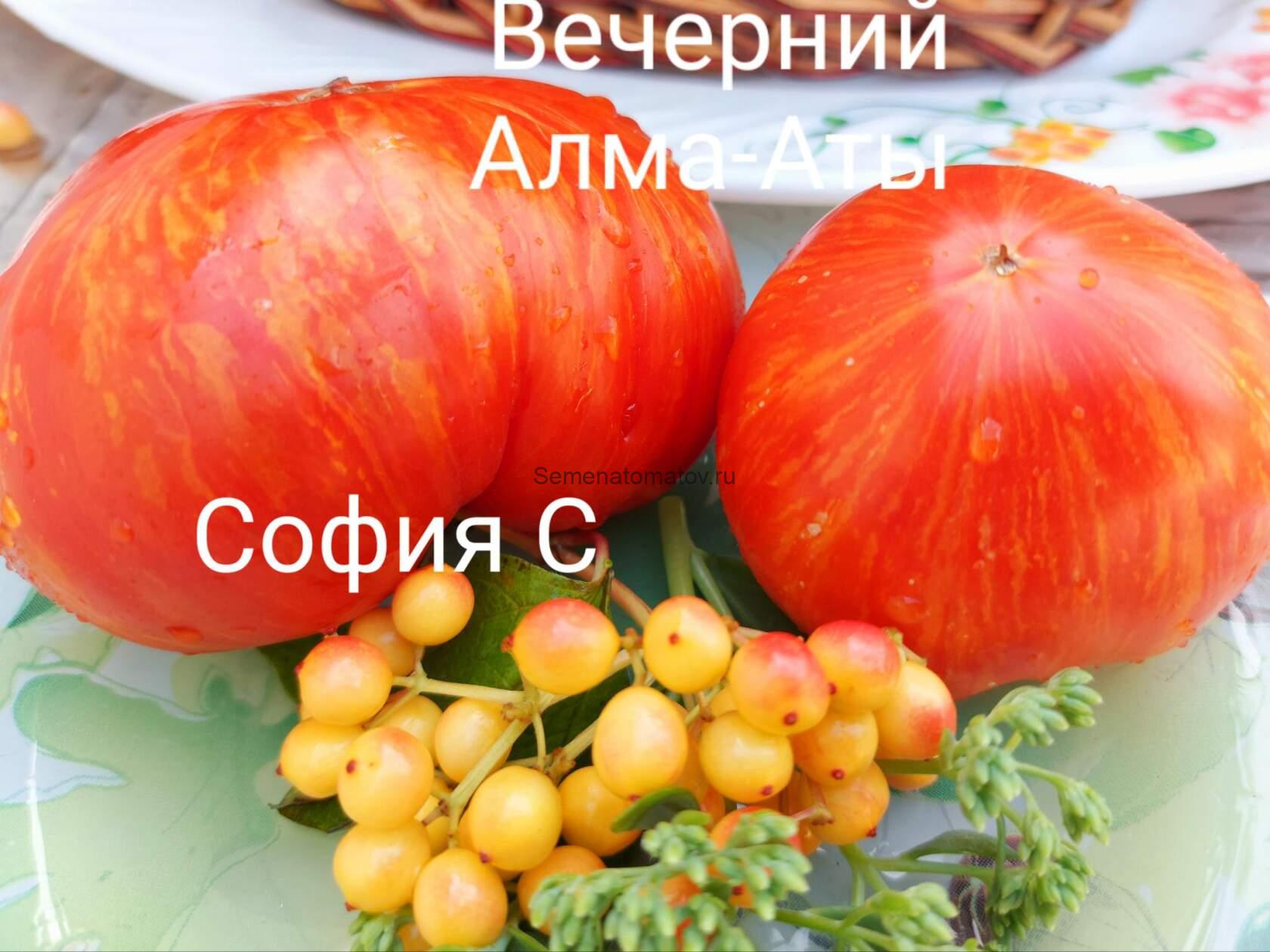 Вечерний Алма Аты