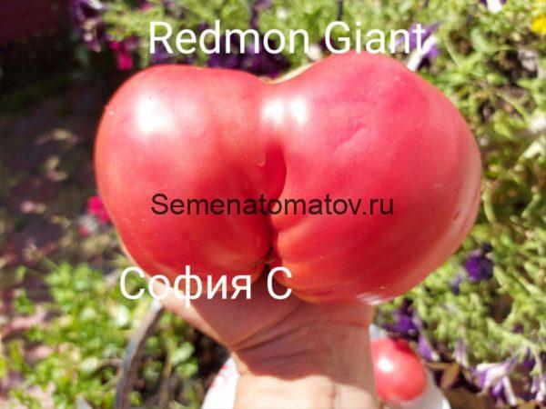 Redmon Giant . Гигант Редмона