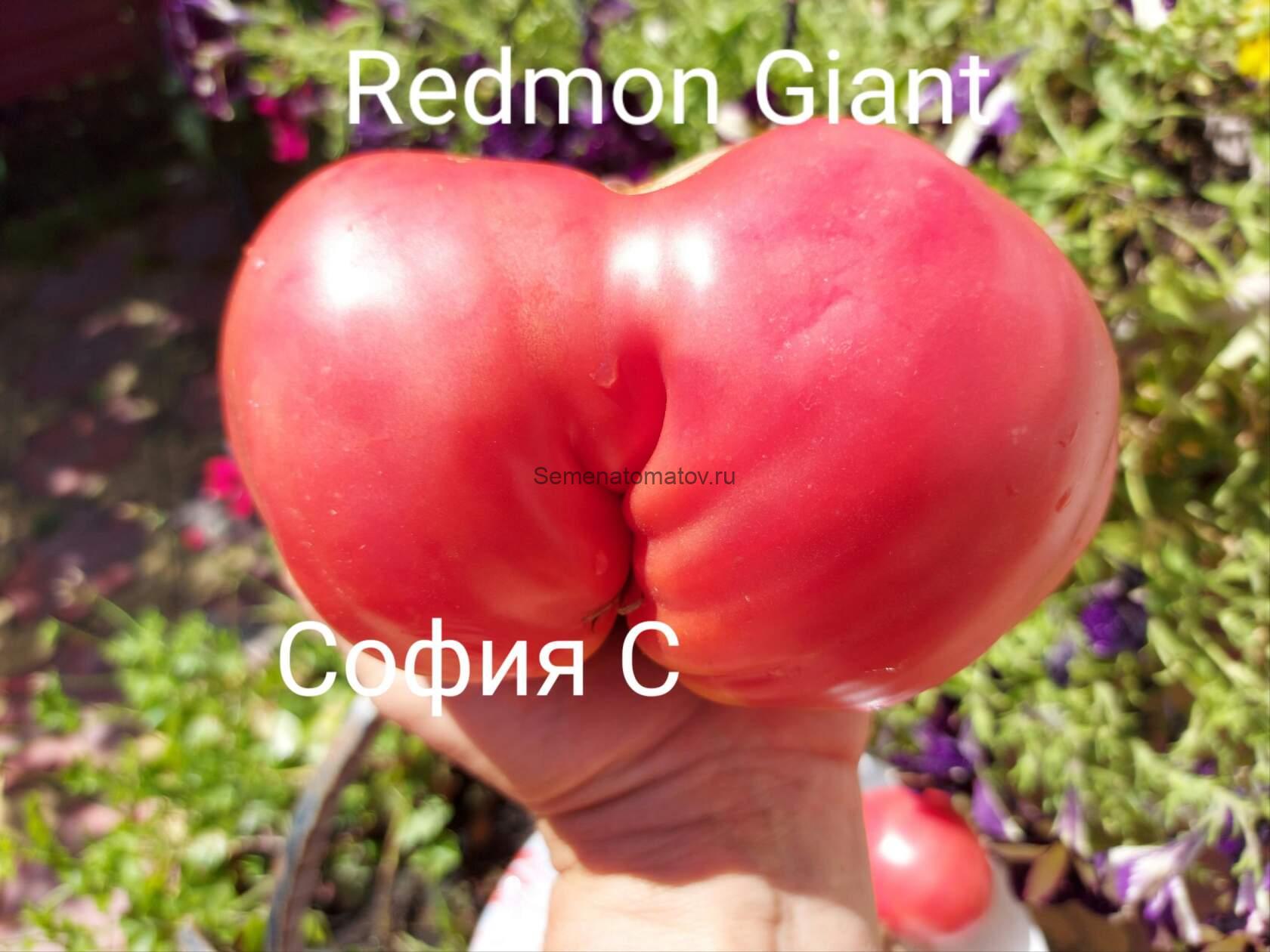 Redmon Giant . Гигант Редмона