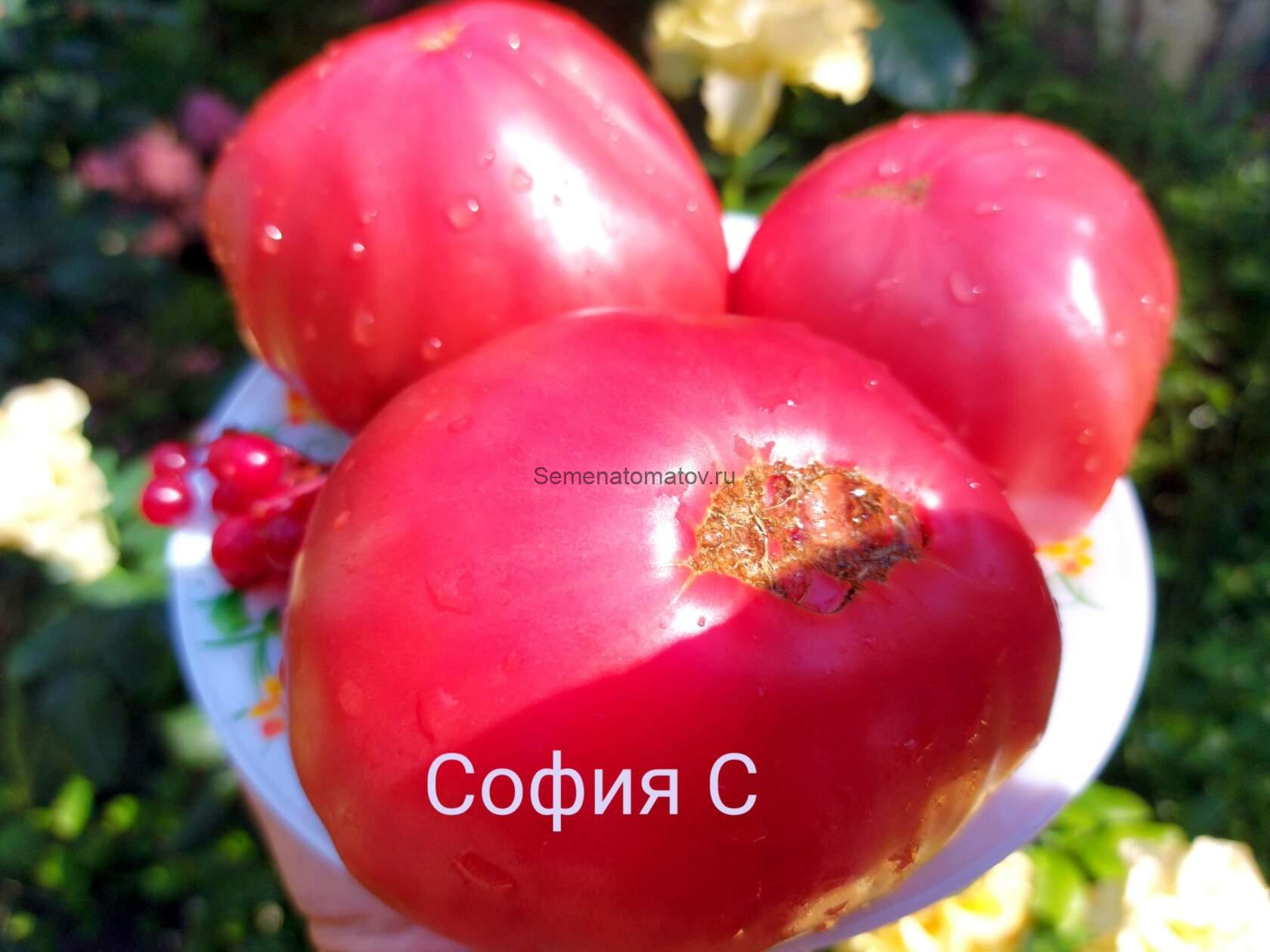 Rosa de Hijar (Роса де Ихар)