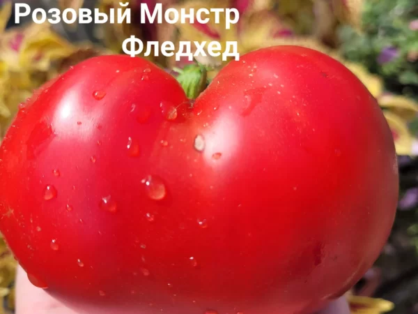 Флэтхед монстр розовый ( Flathead Monster Pink, США)