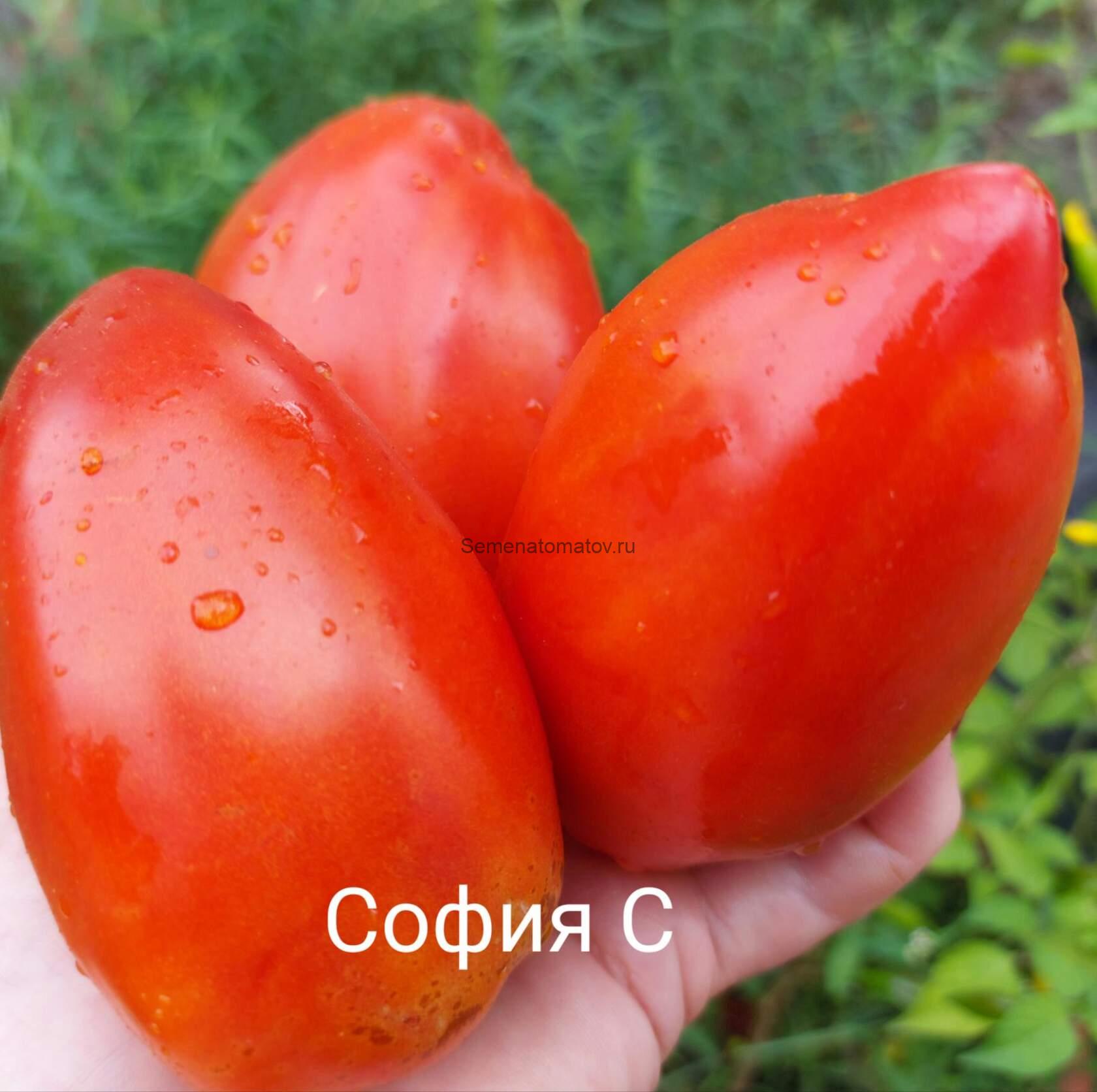 Antique Roman АнтичныйРимский