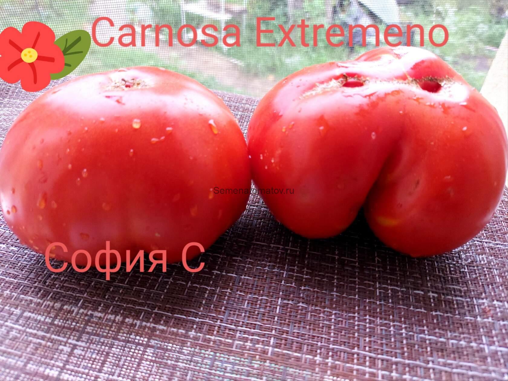 Carnosa Extremeño