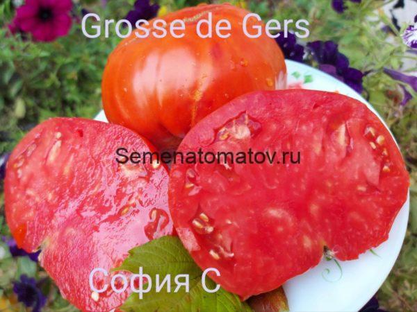 Grosse du Gers Гросс-Дю-Жер (Большой из Дю Жер)