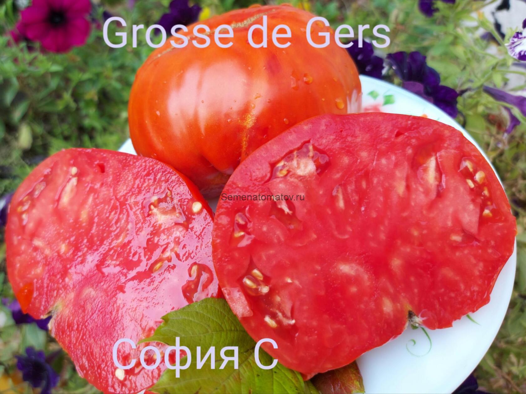 Grosse du Gers Гросс-Дю-Жер (Большой из Дю Жер)