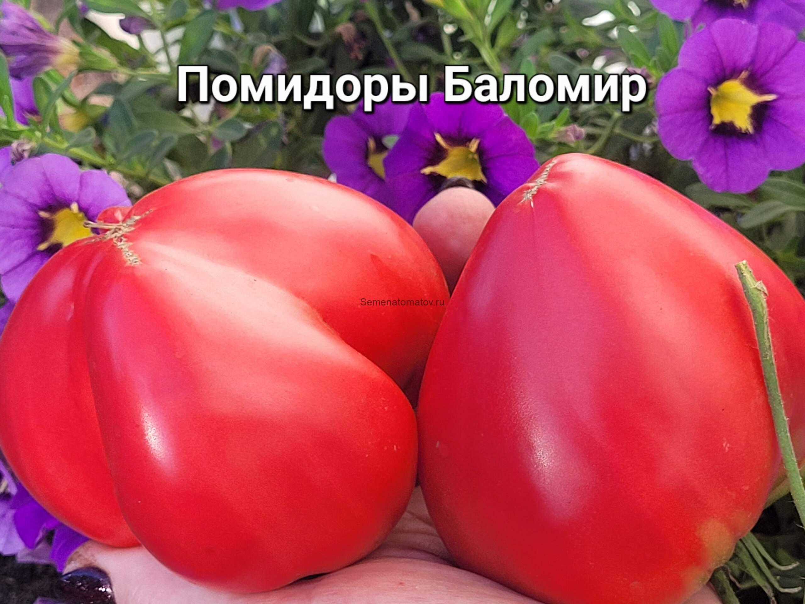 Rosii De Balomir (Помидоры Баломир). Румынский сорт из селения Баломир