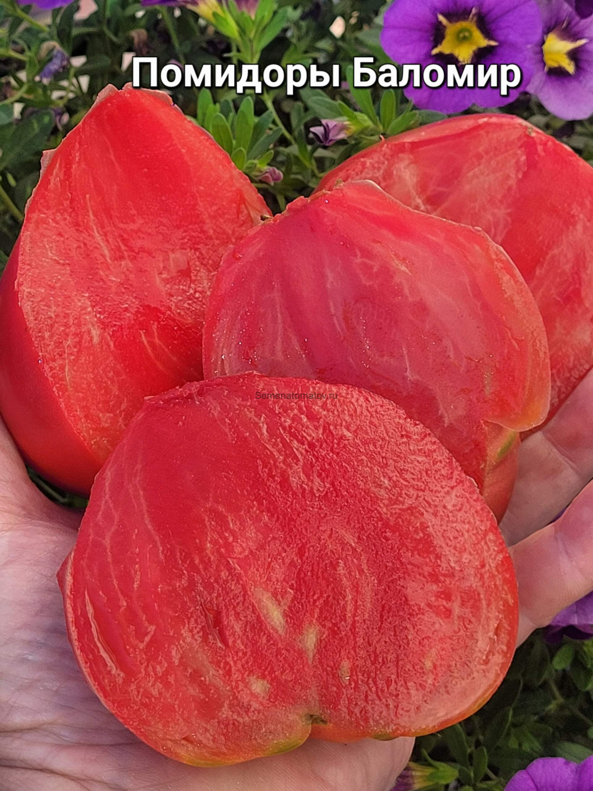 Rosii De Balomir (Помидоры Баломир). Румынский сорт из селения Баломир — изображение 2