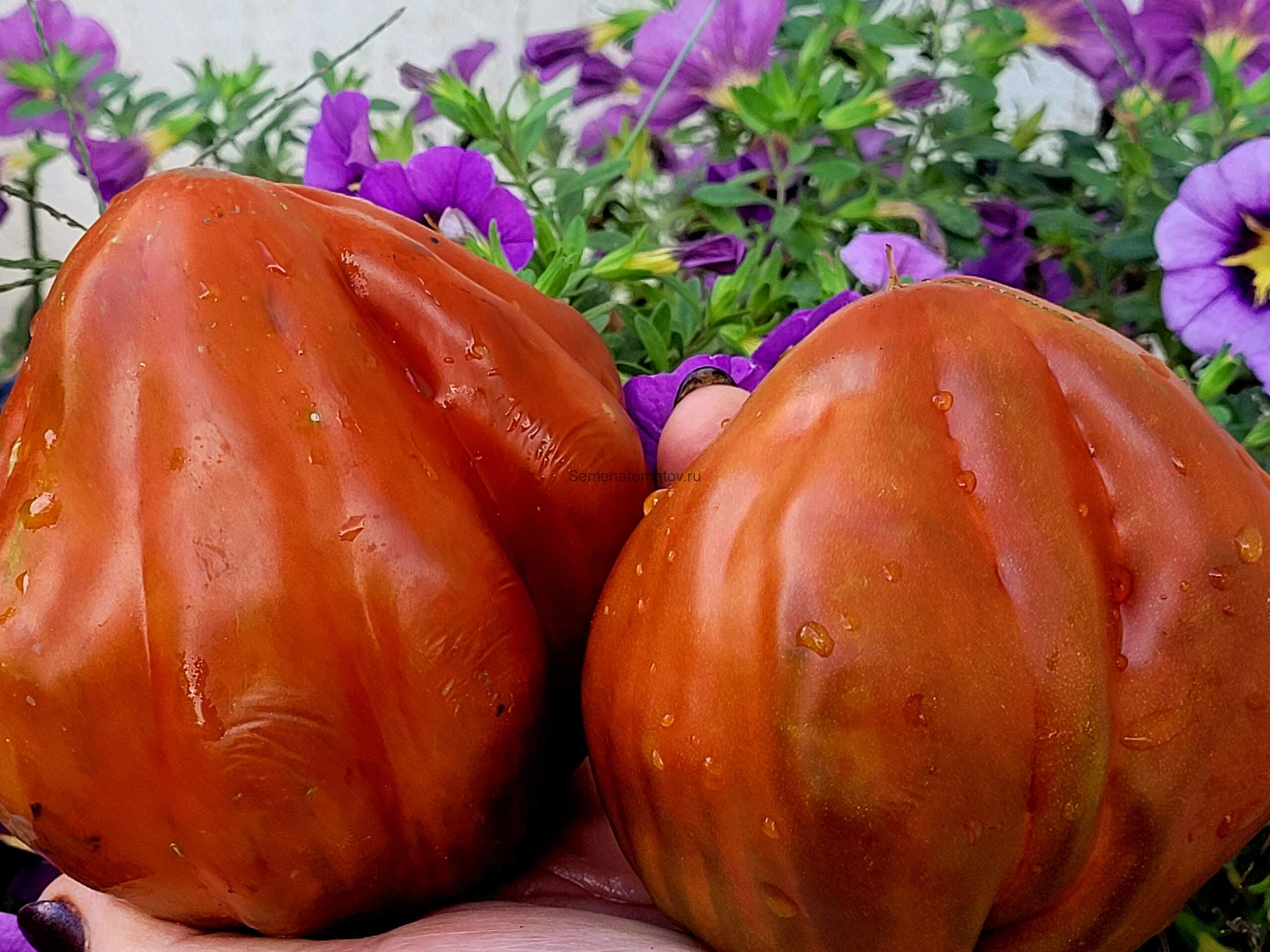 Cresta di Fuoco (Огненный гребень)Шоколадный