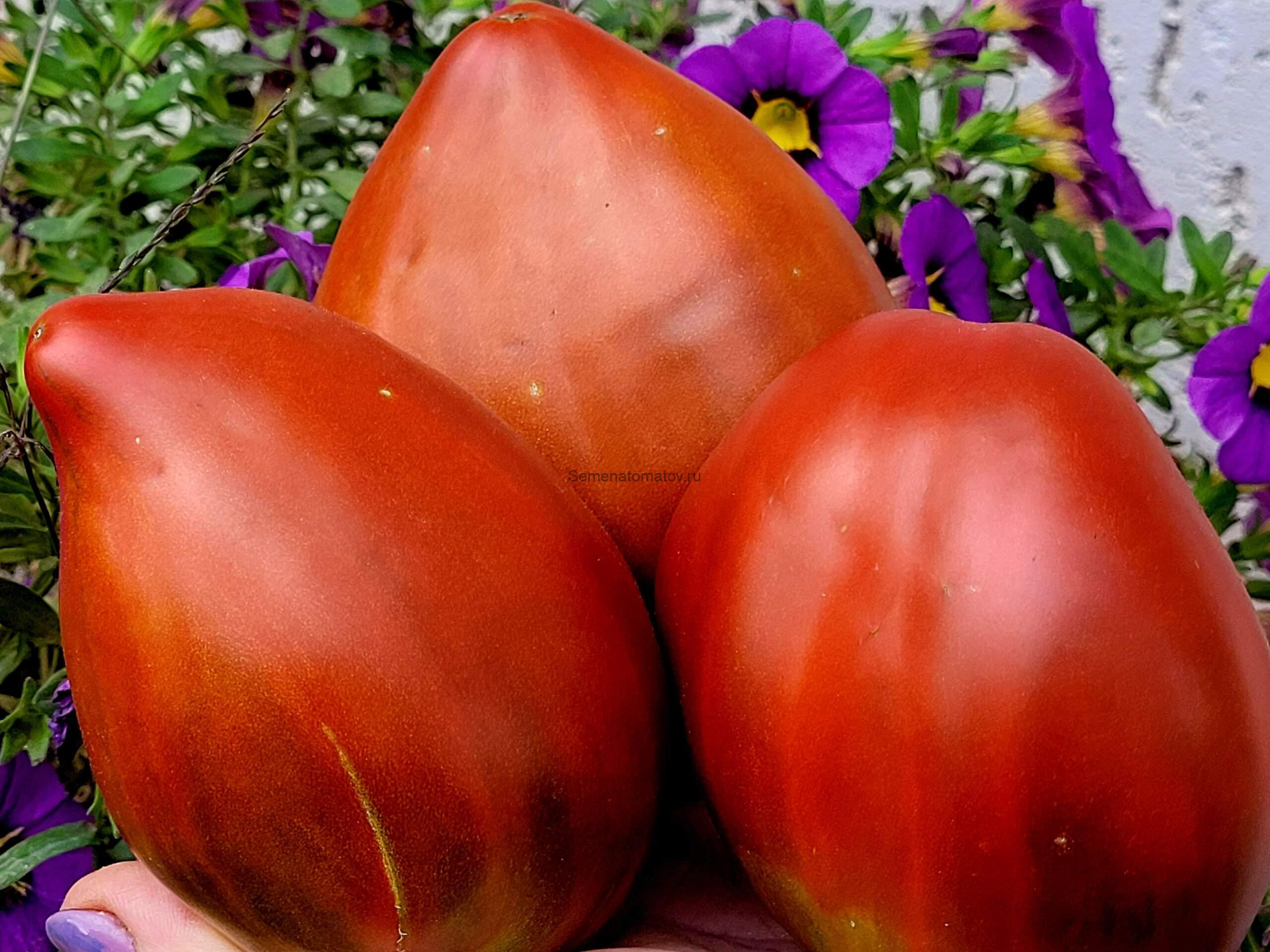 Cresta di Fuoco (Огненный гребень)Шоколадный — изображение 4